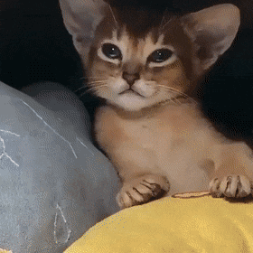 Sleepy catto in cat gifs