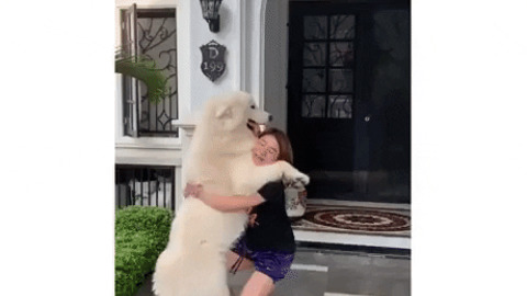 One big doggo