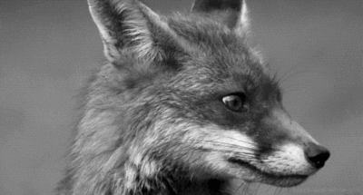 fox life wildlife wilf
