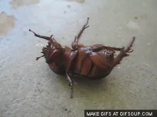 beetle stuck on its back