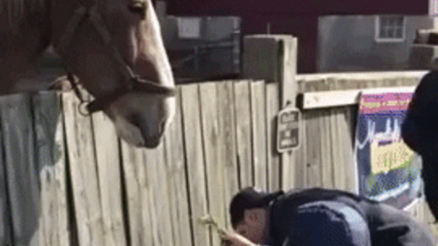 Feed horse they said It will be fun they said