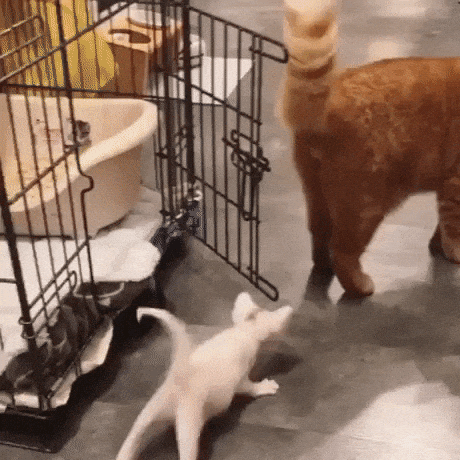 Cat meets kitten in cat gifs