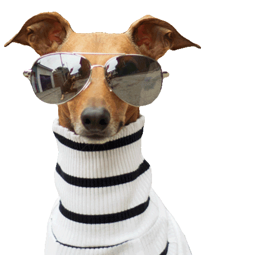 Italian Greyhound Dog Sticker for iOS & Android GIPHY