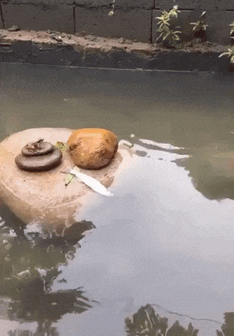Little turtle to rescue in wow gifs