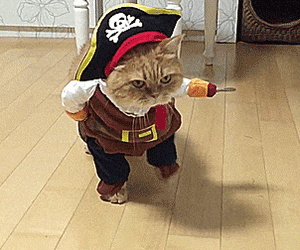gato con disfraz pirata para halloween eXplorins