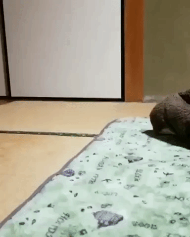 Doggo cleaning the room in funny gifs