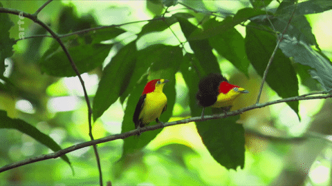Bird GIF by ARTE - Find & Share on GIPHY