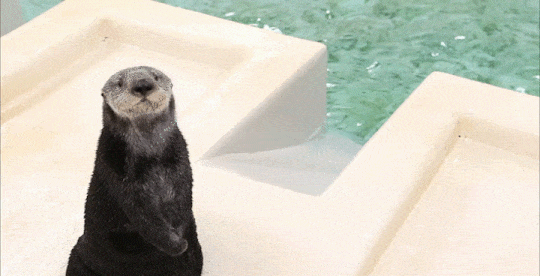 Otter GIF Find Share on GIPHY