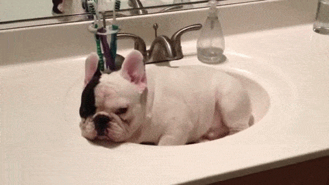 Hilarious-dog GIFs - Find & Share on GIPHY