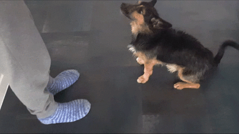 Dog GIF