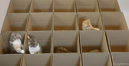 Cats In Boxes GIF