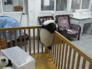 Panda climbing out of cradle