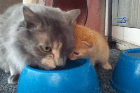a-cat-teaching-her-kitten-how-to-drink-water