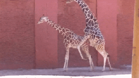 Animated GIF - Find & Share on GIPHY