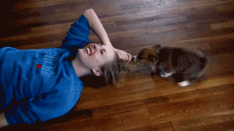 corgi puppy biting 