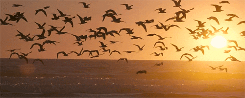nature sky birds sunset