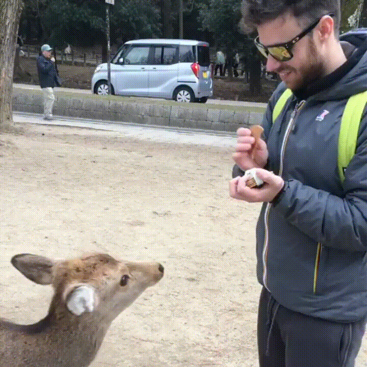 giphy.gif