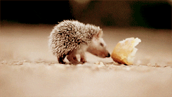 Animals GIF - Find & Share on GIPHY