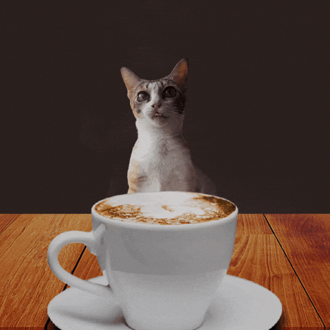 Breakfast Coffee Cat GIF
