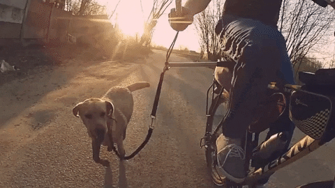 Biking with your dog is one of the best ways to really get your dog the exercise it needs. As your dog remains at a safe distance from your bike due to this biking gear, you and your dog can enjoy this fun activity without running into any accident.