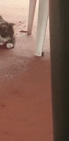 Good friends in funny gifs