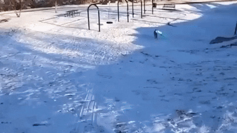 Doggo loves to slide