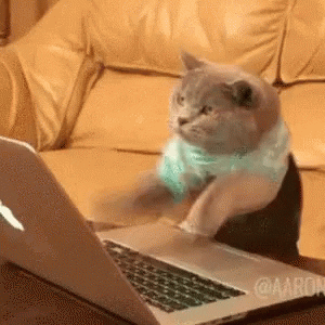 Um gatinho bate com as patinhas freneticamente em um computador, como se estivesse digitando.