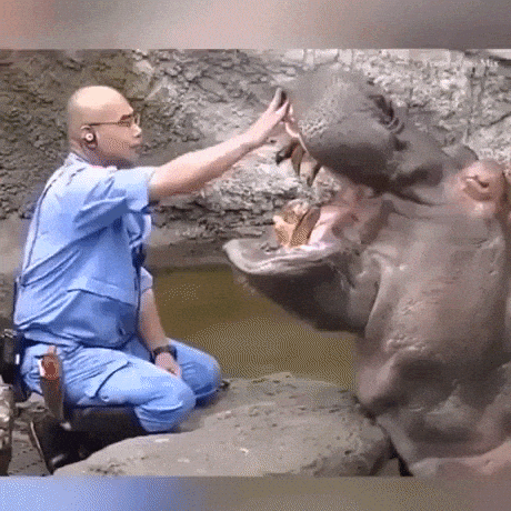 Hippo dentist at work in wow gifs