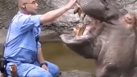 Hippo dentist at work