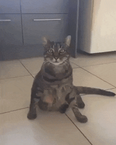 Life with cat in funny gifs