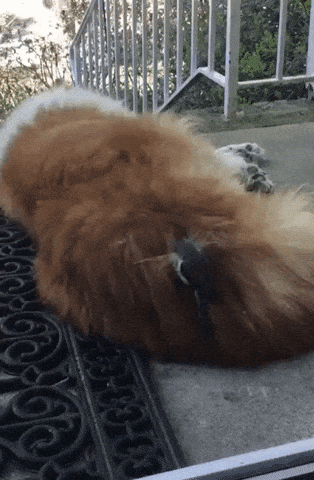 Bird stealing dog fur for nest in funny gifs