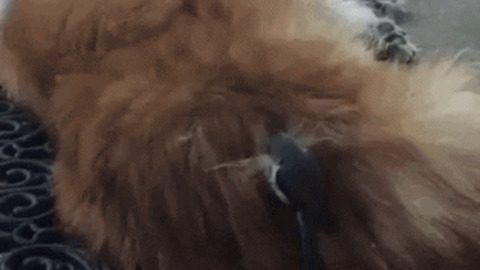 Bird stealing dog fur for nest