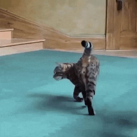 Highly flexible in cat gifs