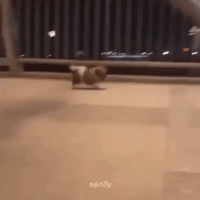Cutest gif of the day in funny gifs