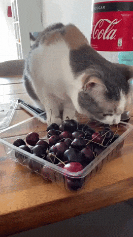 How to Bake Cherry Dr Pepper Cake Recipe | Cat Biting Cherry Fruit Stem Funny