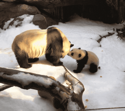 Baby Animals Lol GIF by San Diego Zoo - Find & Share on GIPHY