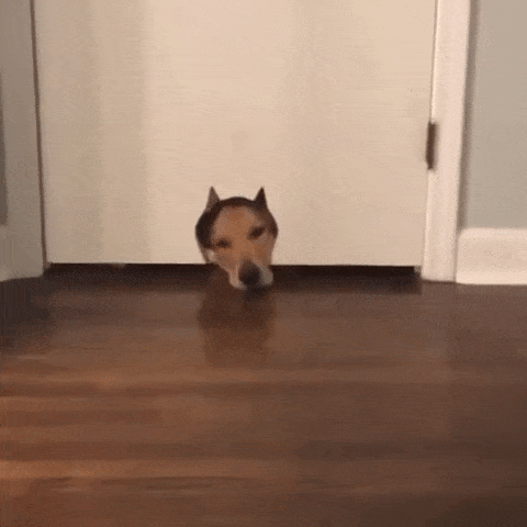 White Cat Enters Door While Dog Don't Fit Cute Funny