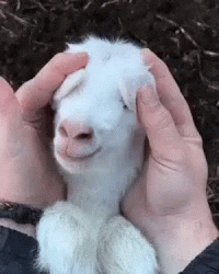 Baby Goat GIF by MOODMAN - Find & Share on GIPHY