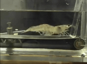 fitness shrimp science running treadmill