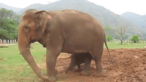 elephant baby mud