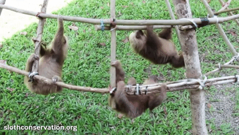 cute baby sloth climbing learning GIF 