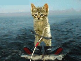 Gatos Animales GIF - Find & Share on GIPHY