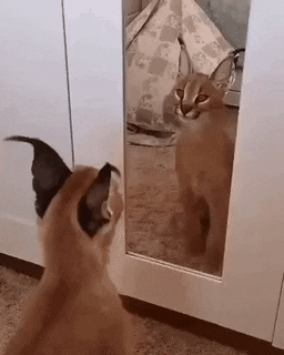 Catto and mirror in cat gifs