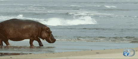Surfing Hippo GIFs - Find & Share on GIPHY