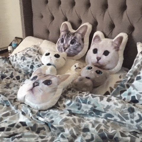 Cat Kittens GIF