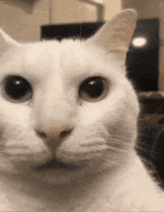 AI cat drinking coffee