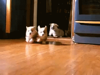 Excited Dog GIF - Find & Share on GIPHY