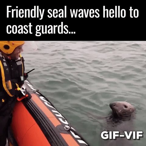 Friendly Seal in animals gifs