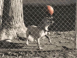 pies bawi się piłką