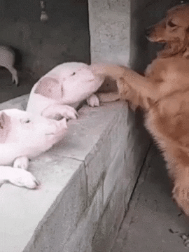 Doggo petting pig in dog gifs